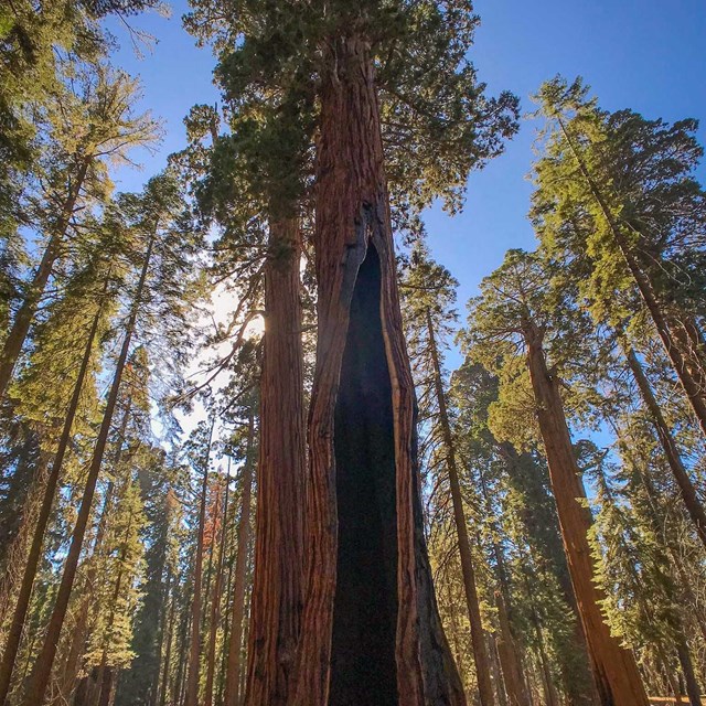 Giant sequoias dwarf mere humans.