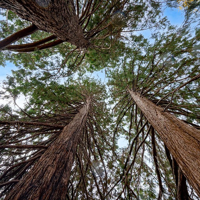 Looking into a canopy of white pine trees.