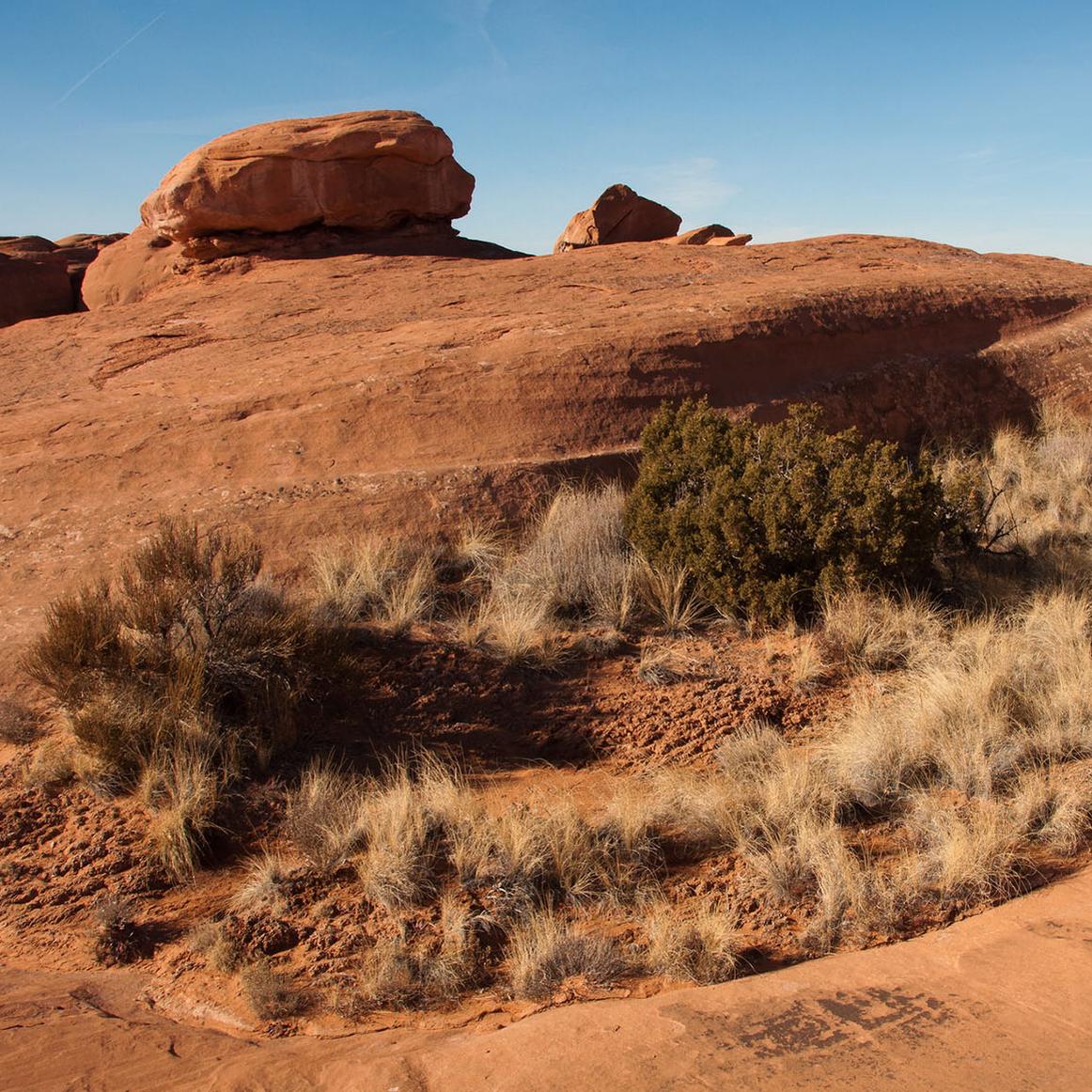 A dry desert with small patch of vegetation.
