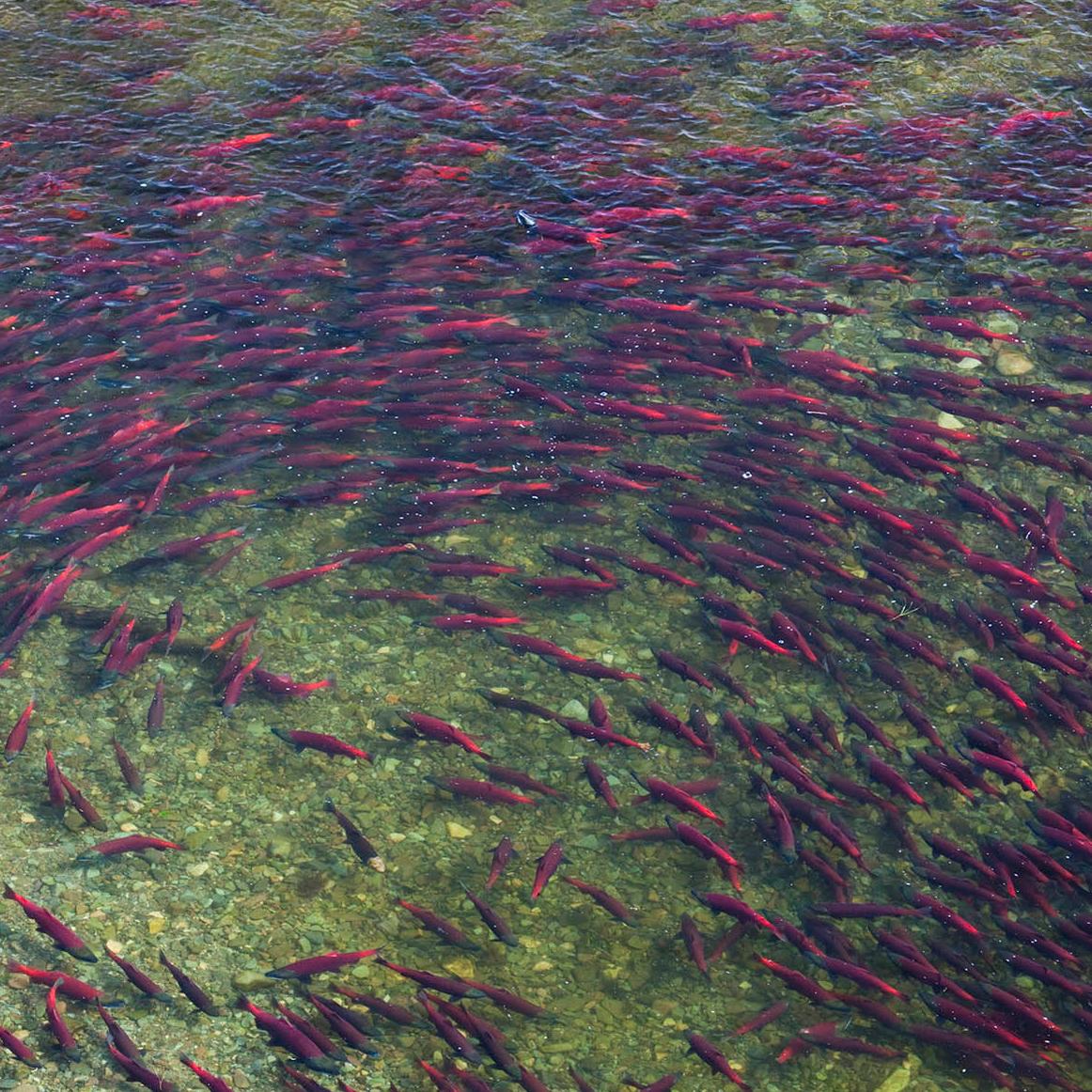 A swirl of bright red salmon in a river.