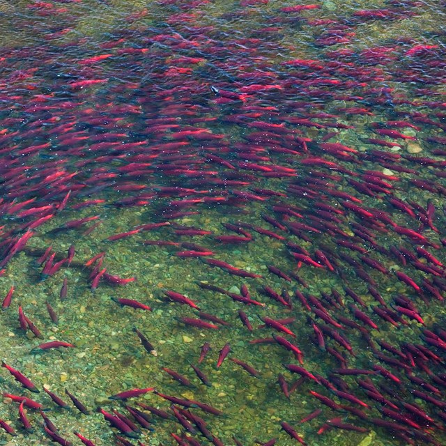 A swirl of bright red salmon in a river.