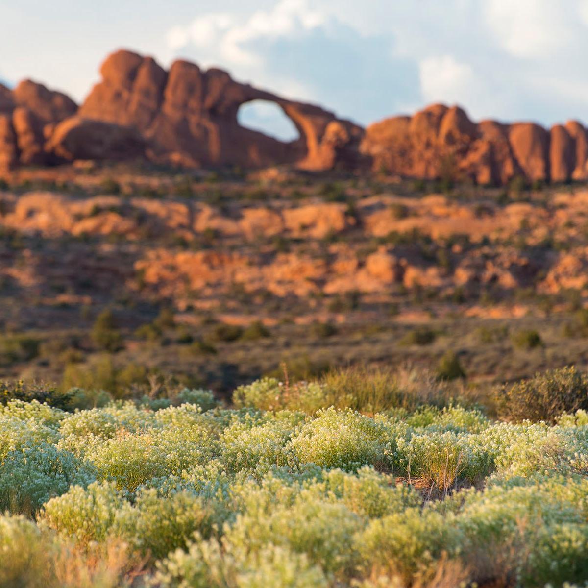 A desert with vegetation in the foreground.