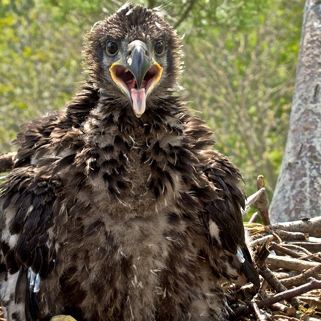 Eaglet in a nest, facing the camera with its mouth open