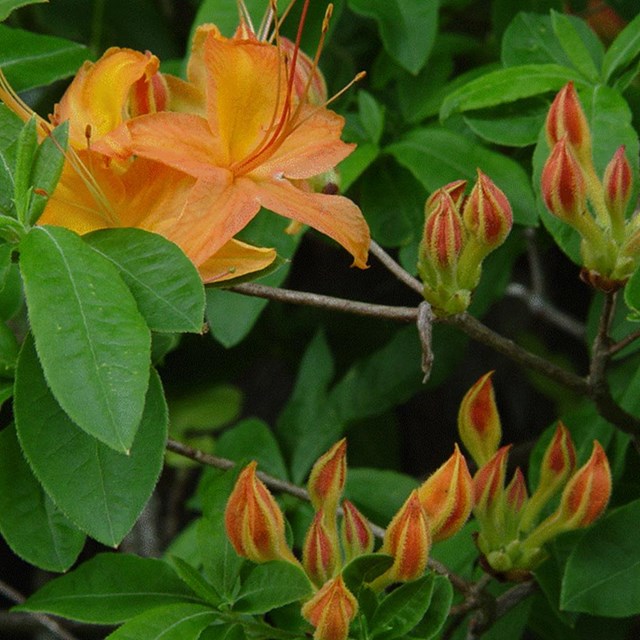 Orange tropical flowers