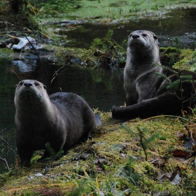 Photo of two otters looking at the camera