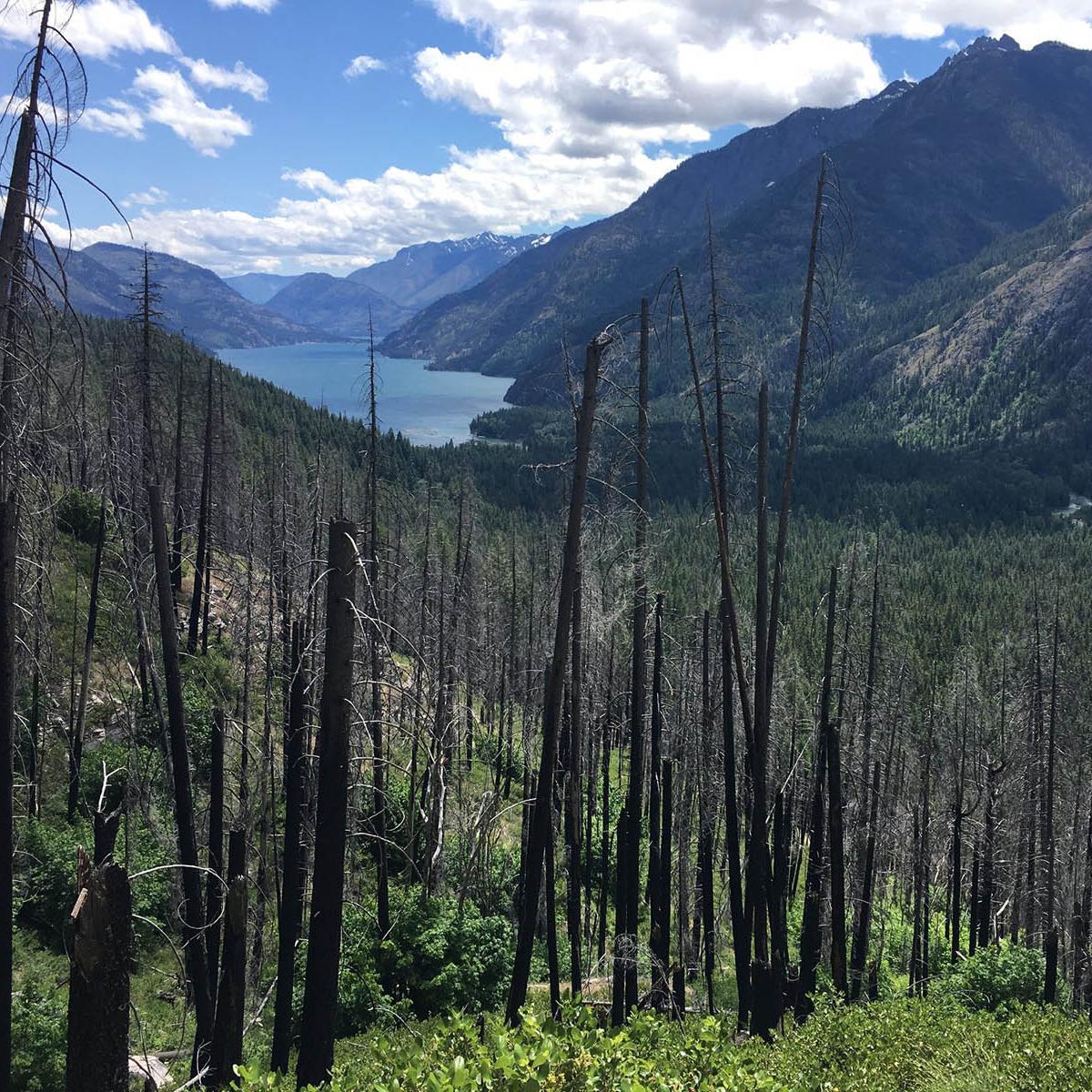 A forest and alpine lake.