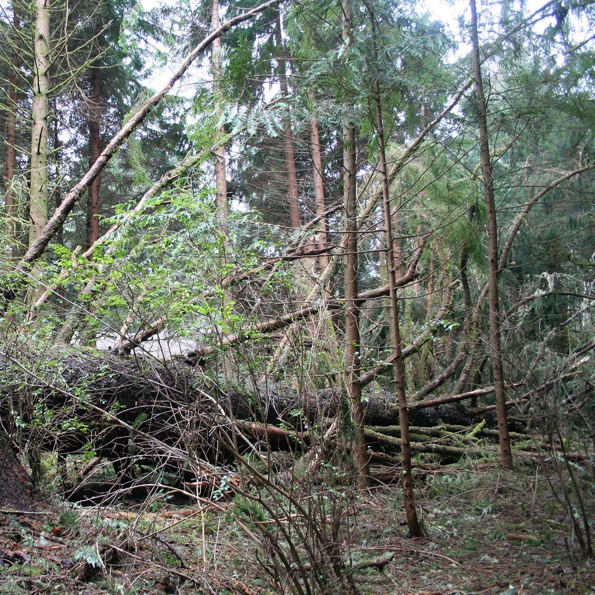 A down tree in a coastal forest.