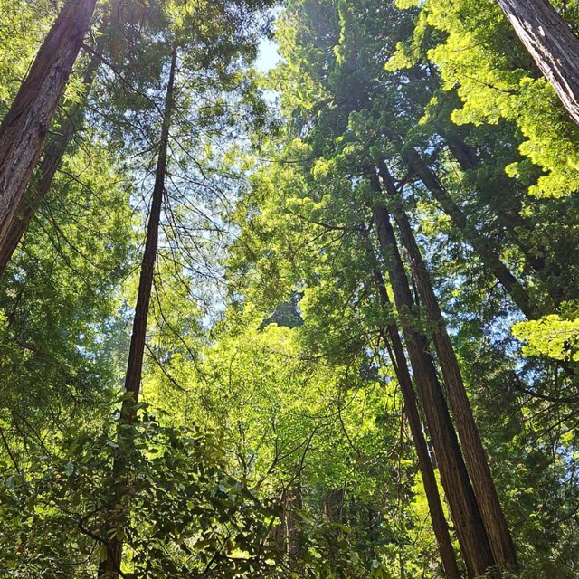 A view of a group of tall trees from below, sunlight illuminating their vibrant green leaves.