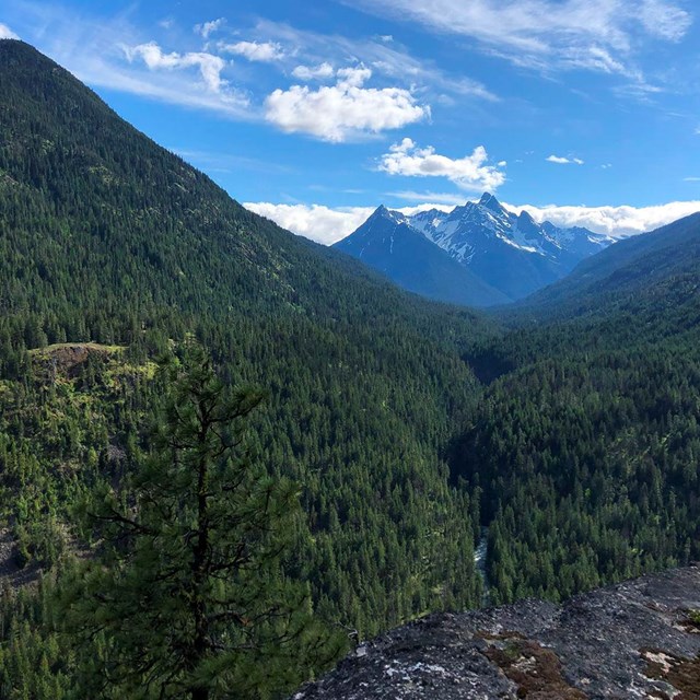 Overlooking a forest and mountains in the North Cascades.
