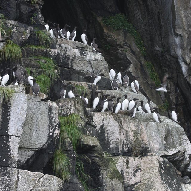 A common murre colony on coastal rock bluff.