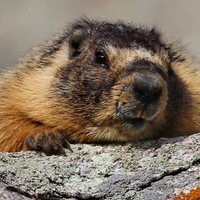 A marmot peers over a rock 