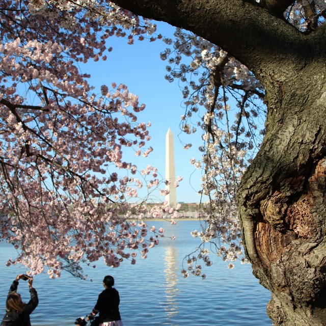 People taking pictures of cherry blossoms looking across the Tidal Basin 