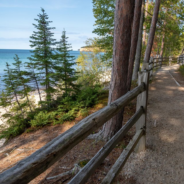 sand trail surrounded with pine trees with the view of the sea on the left