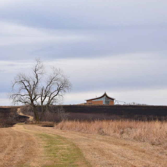 landscape of brown grass, with a tree without leaves in the middle and a house in the distance