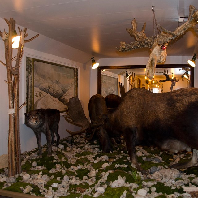 a few fake moose inside a museum