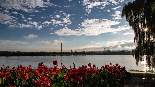 Red flowers near a river and the Washington Monument on the other side