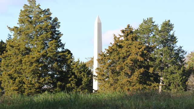 Obelisk behind trees in a field