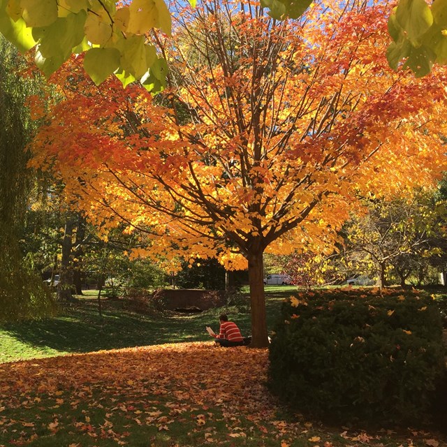Color photo of someone reading under tree with yellow leaves in grassy field.
