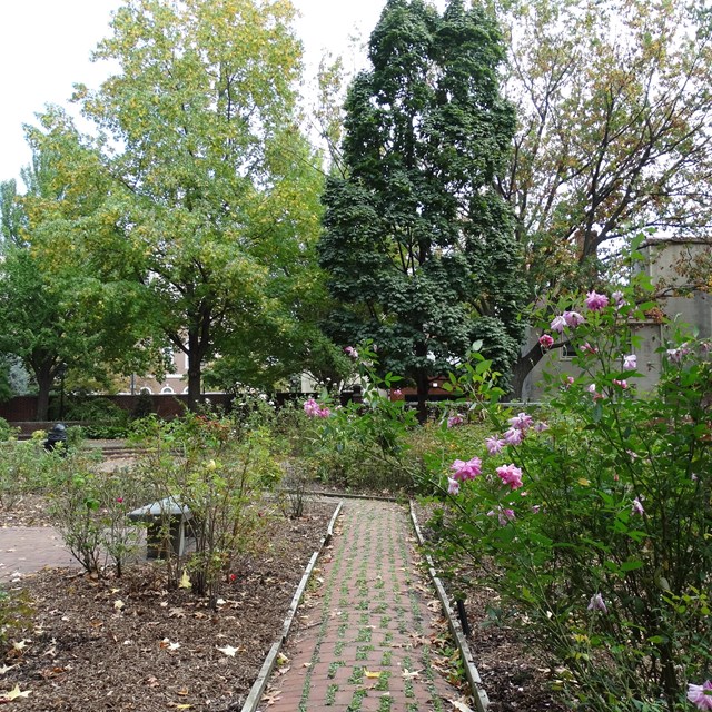 Color photo of brick path lined with pink rosebushes. 