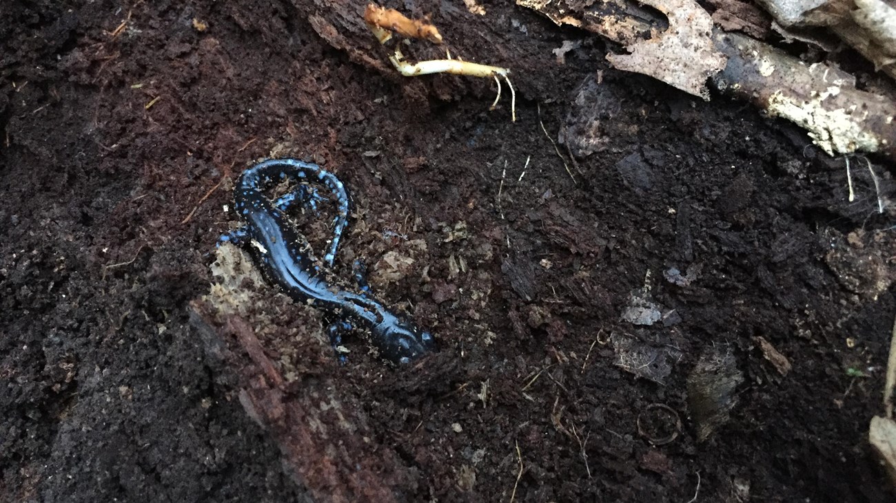 A blue-spotted salamander sitting on ground rich in humus