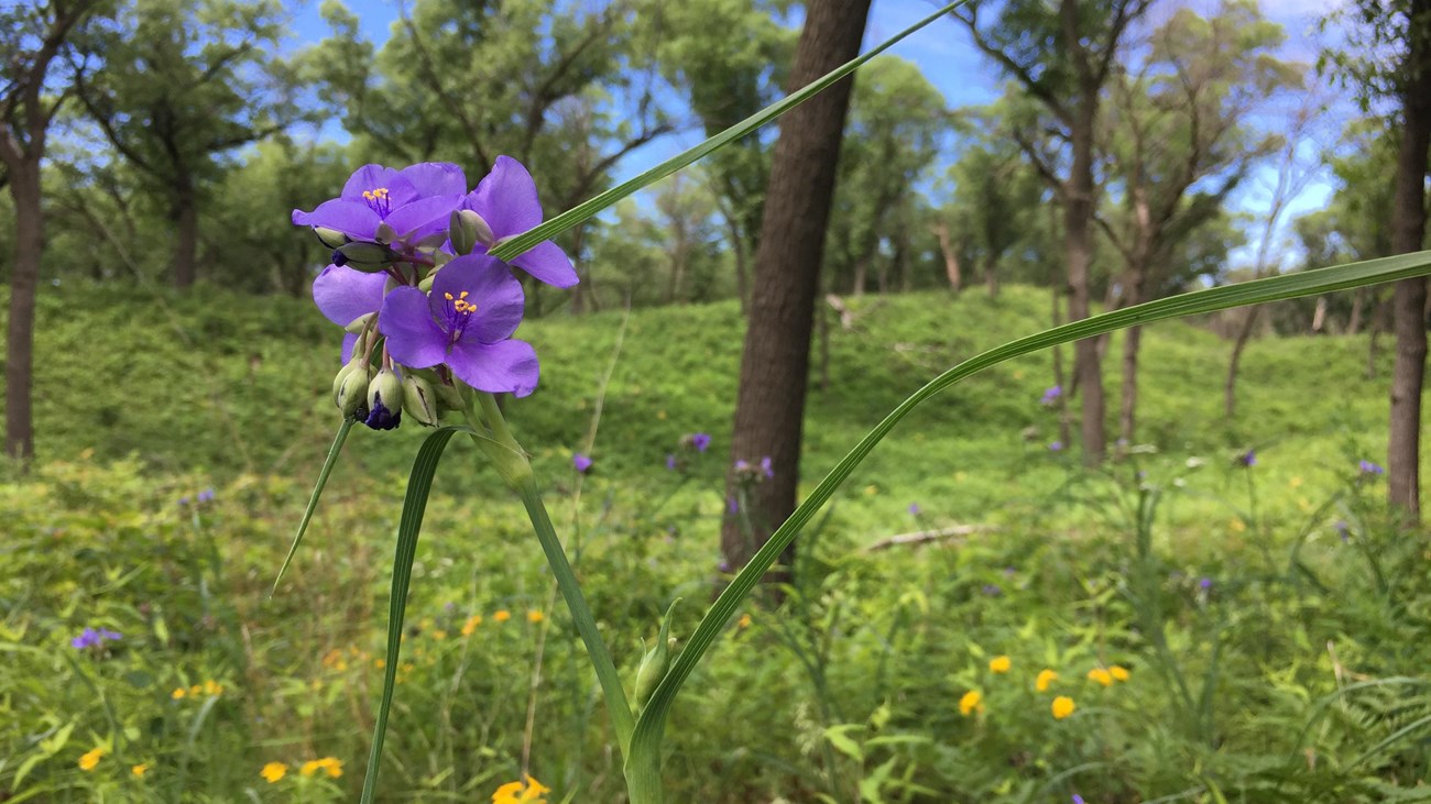 Purple snotweed in the foreground with vegetated beach ridges and dunes in the background