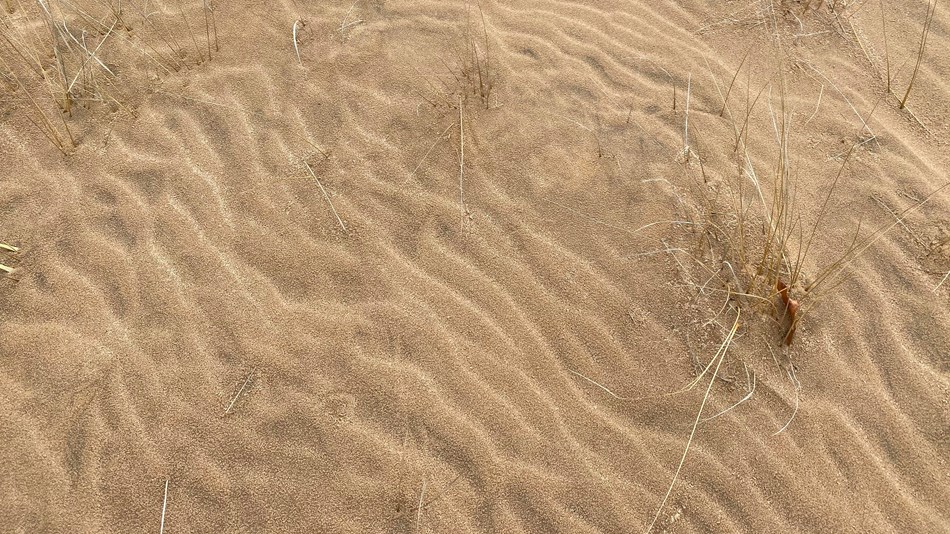 Ripple marks in beige sand with a few marram grass plants.
