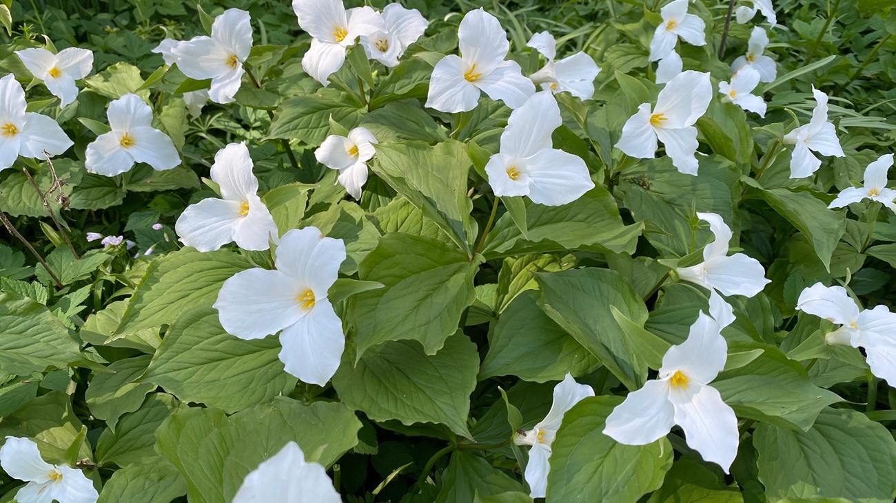 Trillium grandiflorum