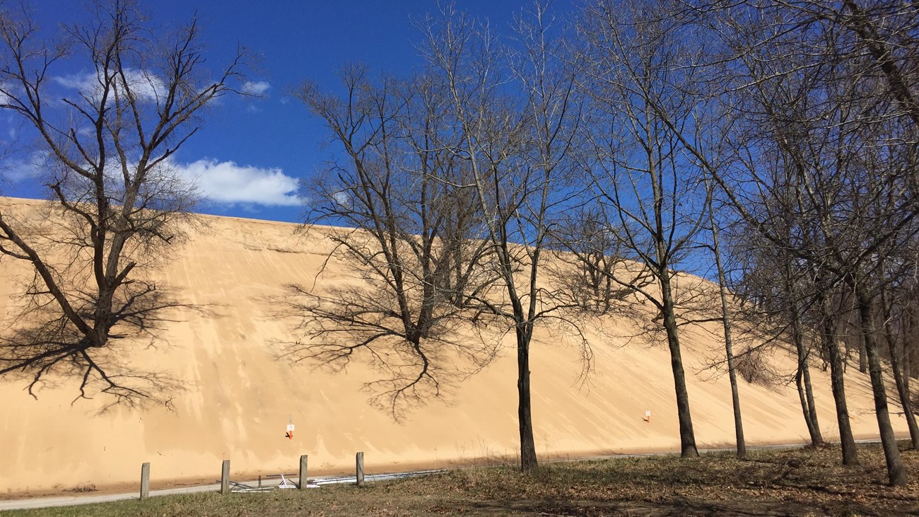 Back side of bare sand dune burying trees near a parking lot. 
