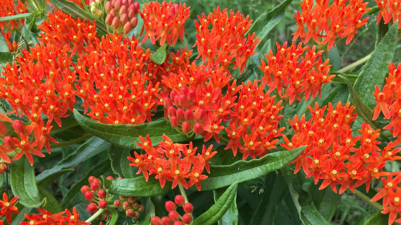 Dark orange butterfly milkweed blooms with greenery underneath 