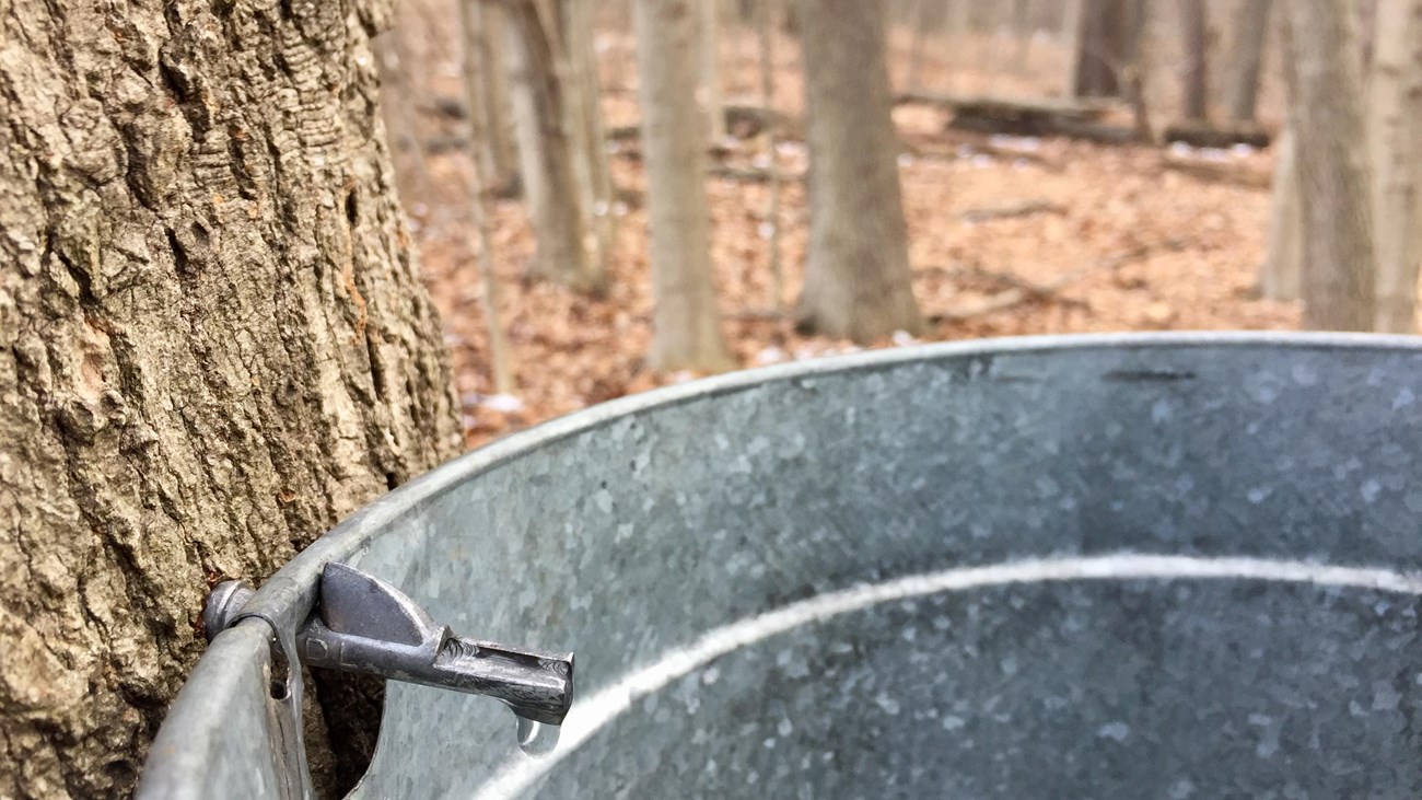 An aluminum bucket hung from a maple tree collects sap from a dripping tap in early spring. 