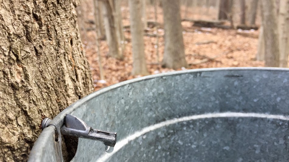 An aluminum bucket hung from a maple tree collects sap from a dripping tap in early spring. 