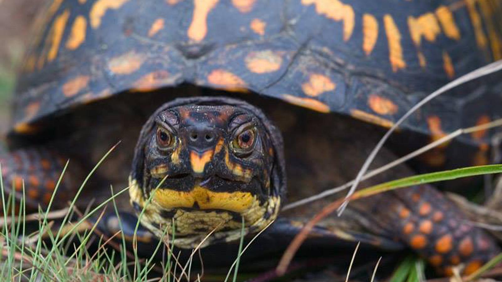 Close-up of a patterned turtle facing the camera amid grass.
