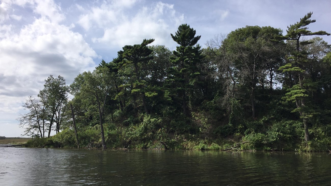 Lushly green forested dune of white pines and black oaks along the Grand Calumet River. 