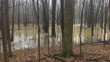 A flooded forest in the Little Calumet River floodplain in early spring. 