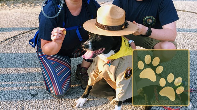 Bark Ranger Ambassadors