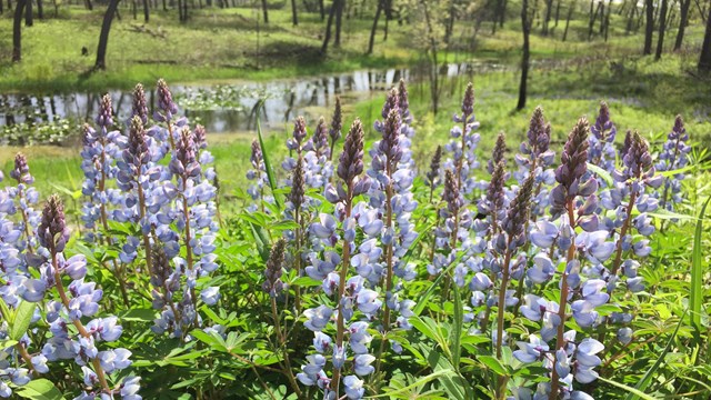 Pale blue lupine flowers bloom among rich green plant life on the sandy ridges of Miller Woods.