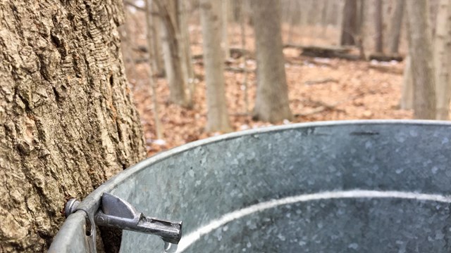 An aluminium bucket hangs off a metal spile that had been inserted onto the side of a maple tree. 