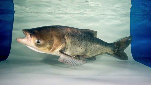 Underwater view of a bighead carp inside a tank