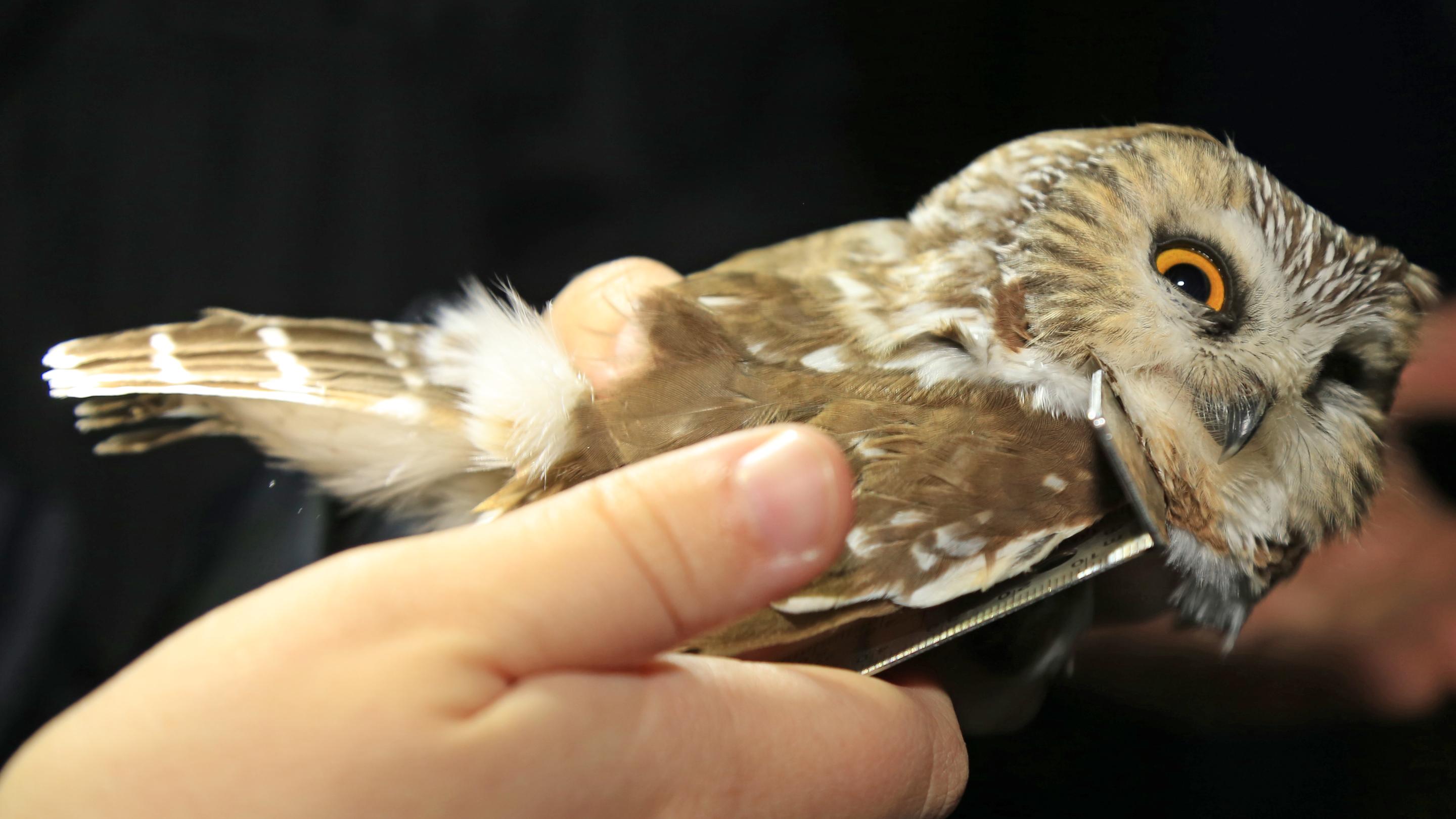 Citizen Science