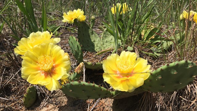 Photograph of Eastern prickly pear cactus; green pads covered in spines with showy yellow blooms