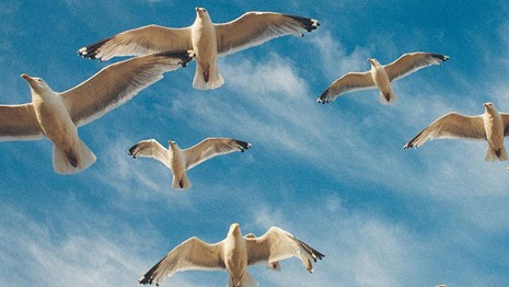 Ringed billed gulls in flight 