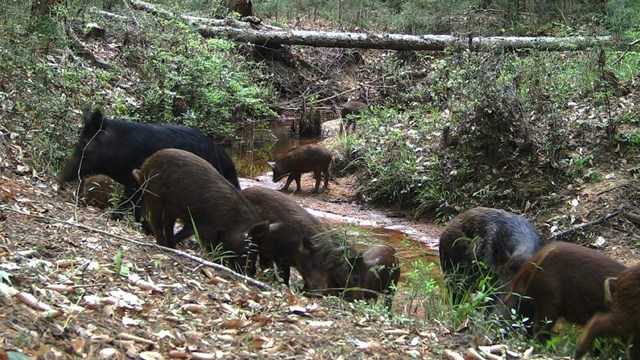 numerous feral swine in a creekbed