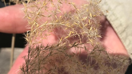 close up of hand holding seeds