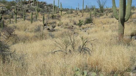dense stand of invasive buffelgrass in desert with saguaro cacti