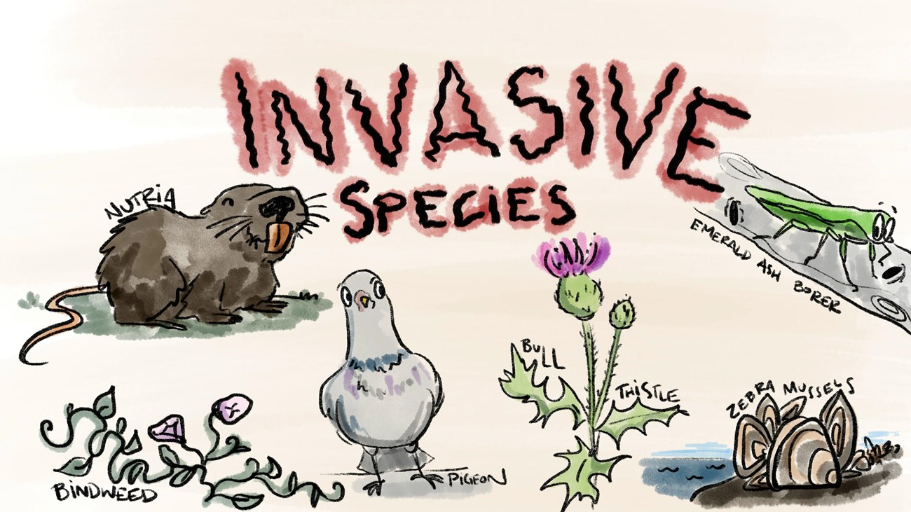 Artwork featuring invasive species