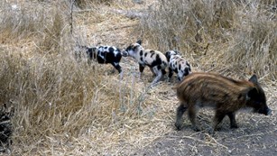 four feral hogs stand next to destroyed fence in a shrubby grassland
