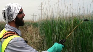 A man spraying down invasive plants