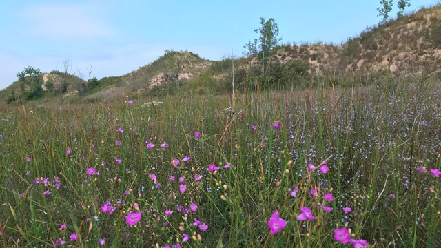 a restored meadow with pink flowers