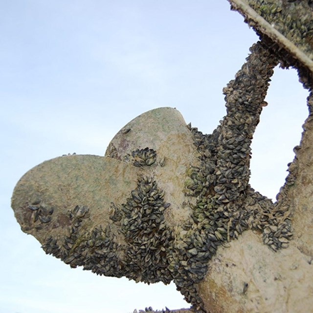 a boat motor covered in invasive quagga mussels