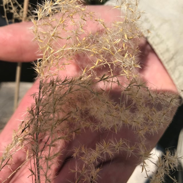 close up of hand holding seeds